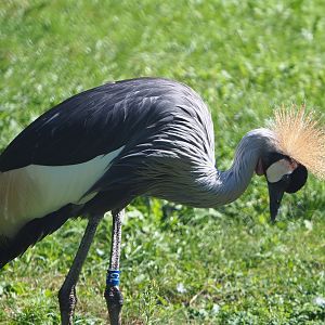 Grey crowned crane (Balearica regulorum), 2019-09-15