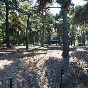 Zebu cattle paddock, 2019-09-15