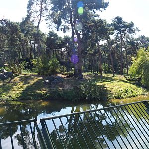 First Amur tiger exhibit, 2019-09-15