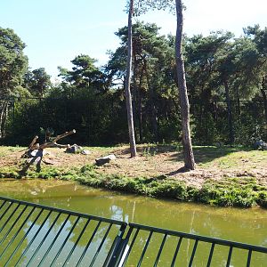 First Amur tiger exhibit, 2019-09-15