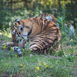 Amur tiger cub (Panthera tigris altaica), 2019-09-15