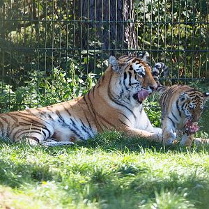 Amur tigress with cub (Panthera tigris altaica), 2019-09-15