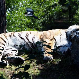 Sleeping Amur tiger (Panthera tigris altaica), 2019-09-15