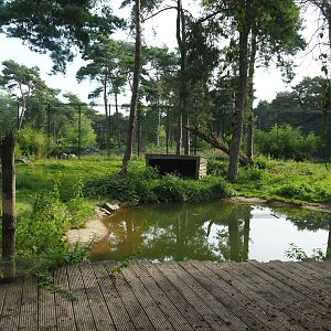 Third Amur tiger exhibit, 2019-09-15