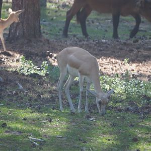 Persian gazelle (Gazella subguturosa subguturosa), 2019-09-15