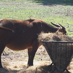 Red forest buffalo (Syncerus caffer nanus) eating hay, 2019-09-15