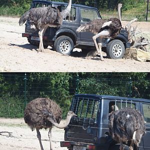 Ostriches (Struthio camelus) with vehicle used as a feeding rack, 2019-09-15