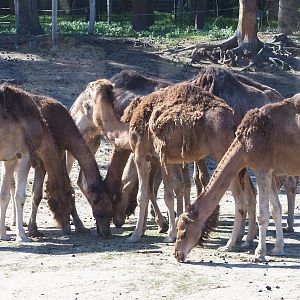 Dromedary camel herd (Camelus dromedarius), 2019-09-15