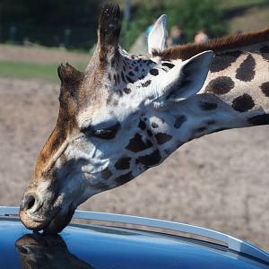 Rothschild's giraffe (Giraffa camelopardalis camelopardalis) licking car, 2019-09-15