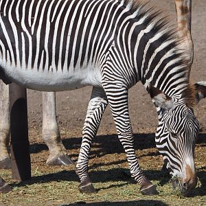 Grévy's zebra (Equus grevyi), 2019-09-15