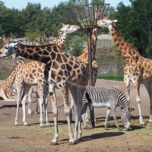 Rothschild's giraffes (Giraffa camelopardalis rothschildi) and Grévy's zebra (Equus grevyi), 2019-09-15