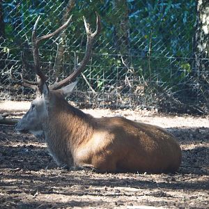 Central European red deer buck (Cervus elaphus hippelaphus), 2019-09-15