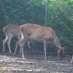 Central European red deer doe and juvenile (Cervus elaphus hippelaphus), 2019-09-15