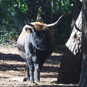 Heck cattle (Bos taurus taurus), 2019-09-15