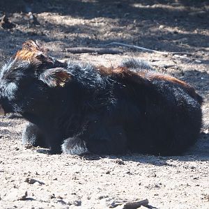 Heck cattle calf (Bos taurus taurus), 2019-09-15