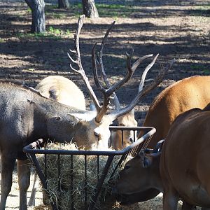 Père David's deer (Elaphurus davidianus) and Javan banteng (Bos javanicus javanicus) at hay feeder, 2019-09-15