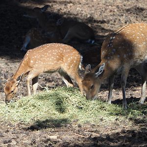 Vietnamese sika deer (Cervus nippon pseudaxis), 2019-09-15