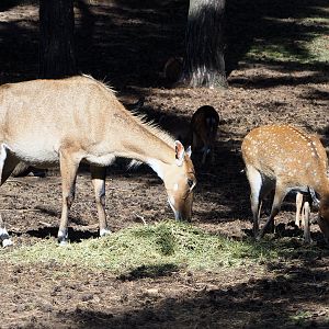 Nilgai (Boselaphus tragocamelus) and Vietnamese sika deer (Cervus nippon pseudaxis), 2019-09-15