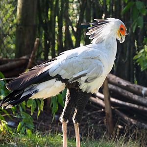 Secretary bird (Sagittarius serpentarius), 2019-09-15