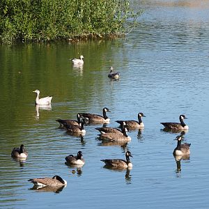 Canada geese (Branta canadensis) and Bar-headed geese (Anser indicus), 2019-09-15