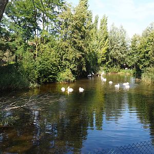 Great white pelican exhibit, 2019-09-15