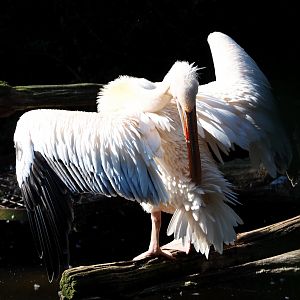 Great white pelican (Pelecanus onocrotalus), 2019-09-15