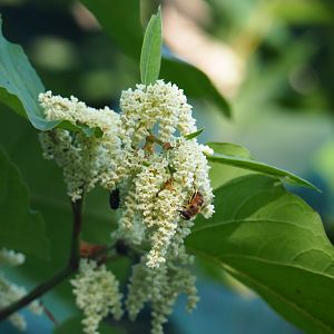 Drone fly (Eristalis tenax) on the flowers of Japanese knotweed (Fallopia japonica), 2019-09-15
