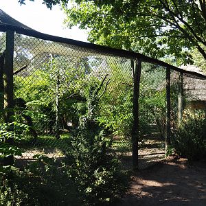 Red-crested turaco and Spotted thick-knee aviary, 2019-09-15