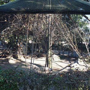 Black-headed weaver and Red-billed quelea aviary, 2019-09-15