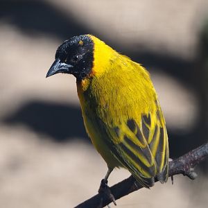 Male Black-headed weaver (Ploceus melanocephalus) 2019-09-15