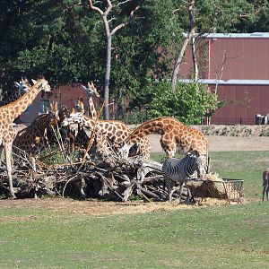 Rothschild's giraffes (Giraffa camelopardalis rothschildi) and Grévy's zebras (Equus grevyi), 2019-09-15