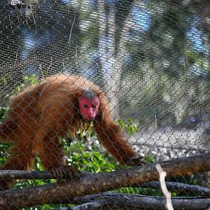 Red Uakari