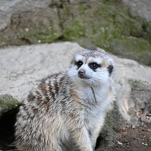 Meerkat