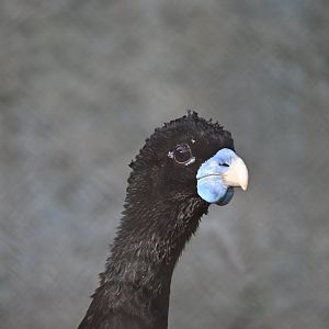 Blue Billed Currasow