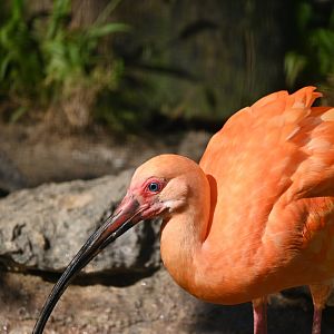 Scarlet Ibis