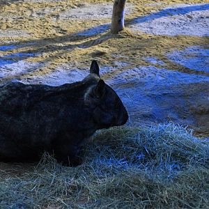 Southern Hairy Nosed Wombat