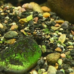 Sunburst Diving Beetle