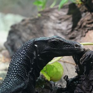 Philippine Water Monitor