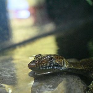 Merten’s Water Monitor