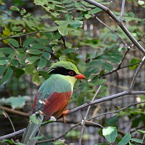 Indochinese Green Magpie