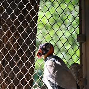 King Vulture