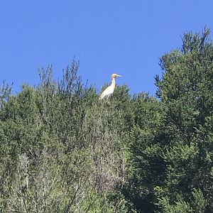 Eastern Cattle Egret