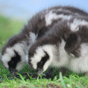 Cape Barren Geese Chicks