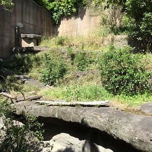Disused Malayan Sun Bear Exhibit (2019)