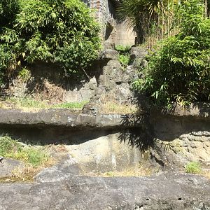 Disused Malayan Sun Bear Exhibit (2019)