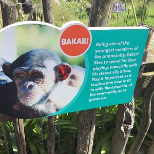 Chimpanzee Profiles 2019 - Bakari (2012)