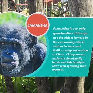 Chimpanzee Profiles 2029 - Samantha (1983)