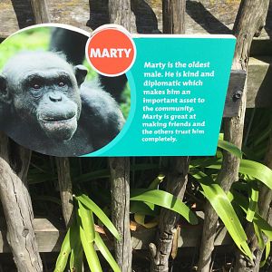 Chimpanzee Profiles 2019 - Marty (1987)
