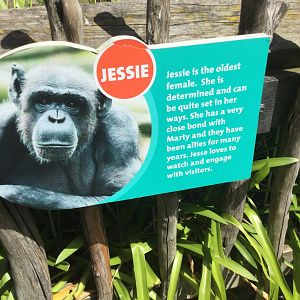 Chimpanzee Profiles 2019 - Jessie (1978)