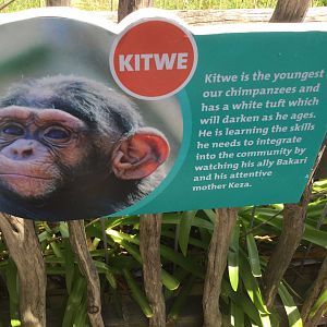 Chimpanzee Profiles 2019 - Kitwe (2014)